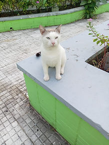 Gato