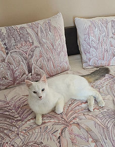 Este peludito maravilloso lo encontré cerca de la.universidad. tenía una pata agarrada con un hilo a una piedra y no podia moverse. Quie pudo hacer esto?? Es muy dócil y tierno . Creo le dieron una patada porque tiene un ojo malo. Es un gato super cariñoso .