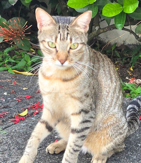 Gato