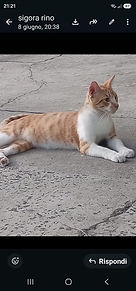 Gato