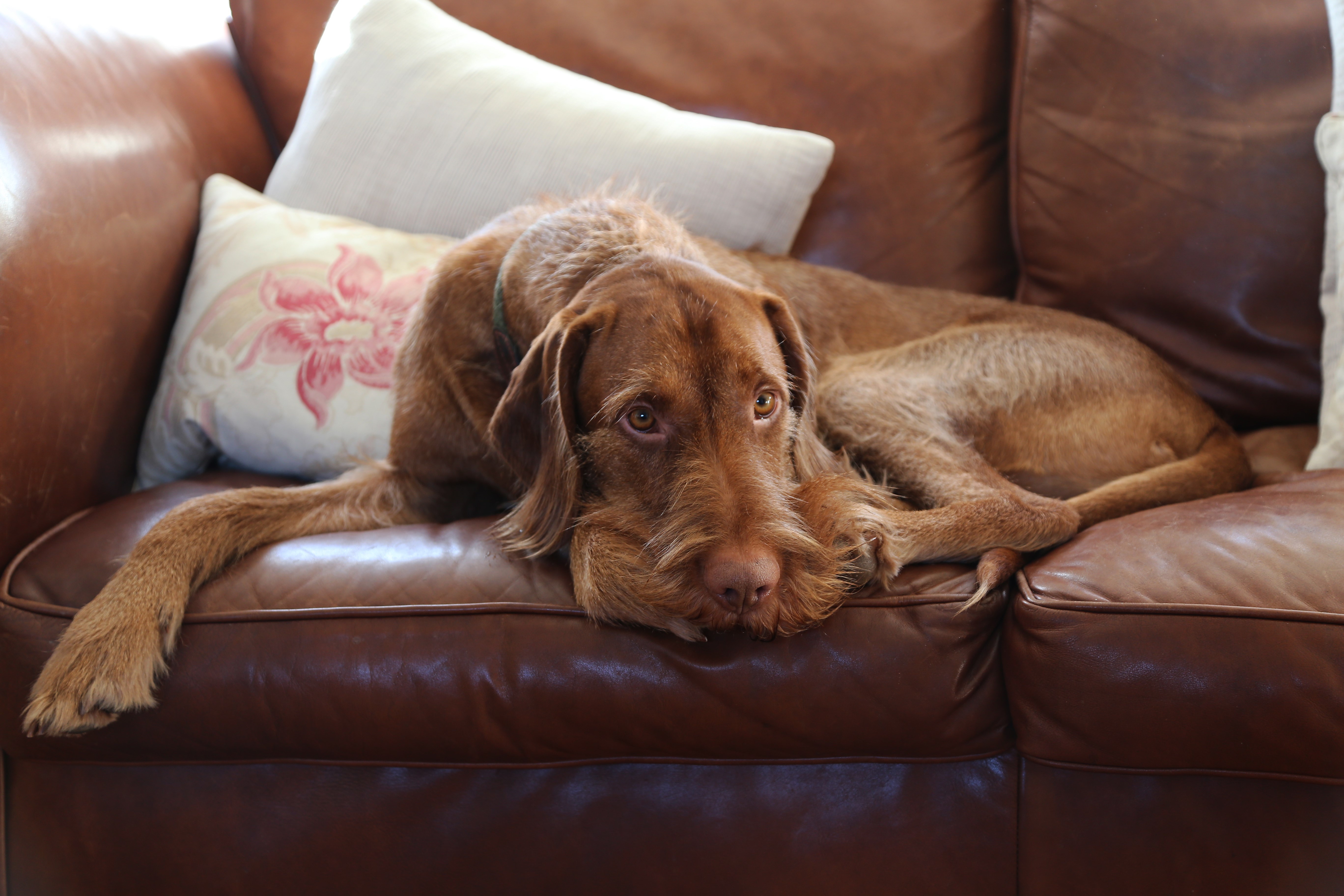Theo, Essex