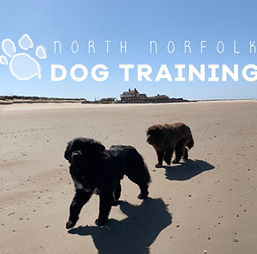 Newfies2-1536x922.jpg
