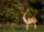 Wildlife at Holkham Hall
