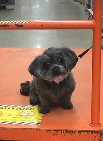 Mackenzie Monkey on the cart at Home Depot