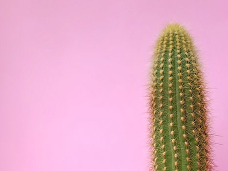 Why Do Cactus Have Spines?