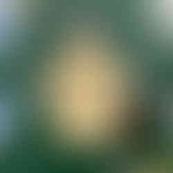 Ornament Contest 2026 Ornament 