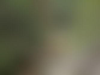 Fish and Odonata of the Wit River, Baviaanskloof, Eastern Cape, South Africa