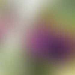 Exploring the Diversity of Japanese Grapes: A Grape Variety List