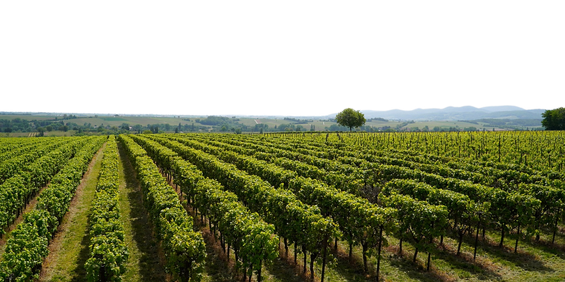 Untitled design (41).png