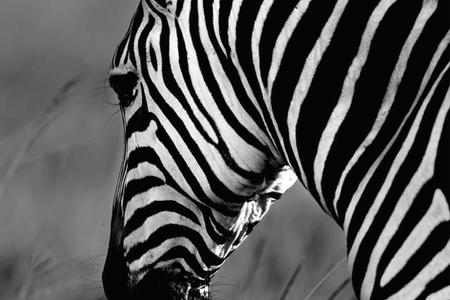 The zebras, "graphic" inhabitants of the savannah, always alert, always elegant.
------------------------------------
Les zèbres, habitants "graphiques" de la savane, toujours alertes, toujours élégants.