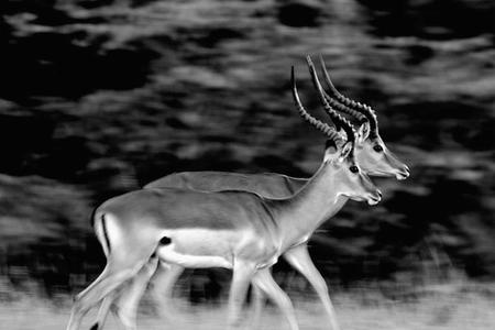 Cut & Paste is a photo of impalas taken in 2014 in Kenya's Masai Mara National Reserve.
------------------------------------
Cut & Paste est une photo d'impalas prise en 2014 dans la réserve nationale kenyane du Masai Mara.