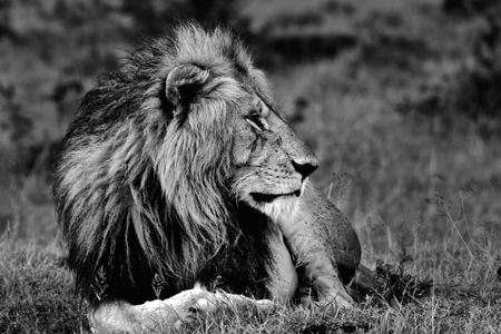 The lion, undisputed master, elegant and inspiring animal, beautiful, magnificent...
------------------------------------
Le lion, maître incontesté, élégant et inspirant animal, beau, magnifique...