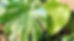 two leafs_edited_edited.jpg