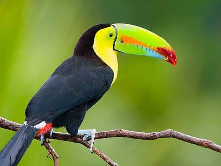 JOIN US!! Chibau, K'õsi and Many Birds - Indigenous Land Rights in Panama