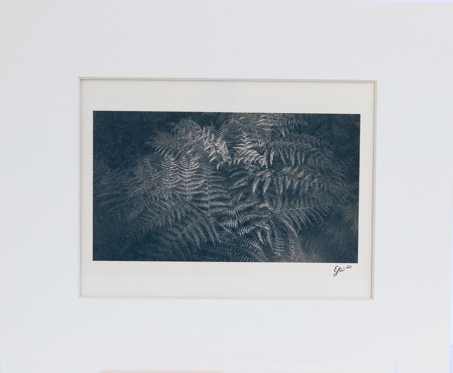 Toned Cyanotype of Ferns