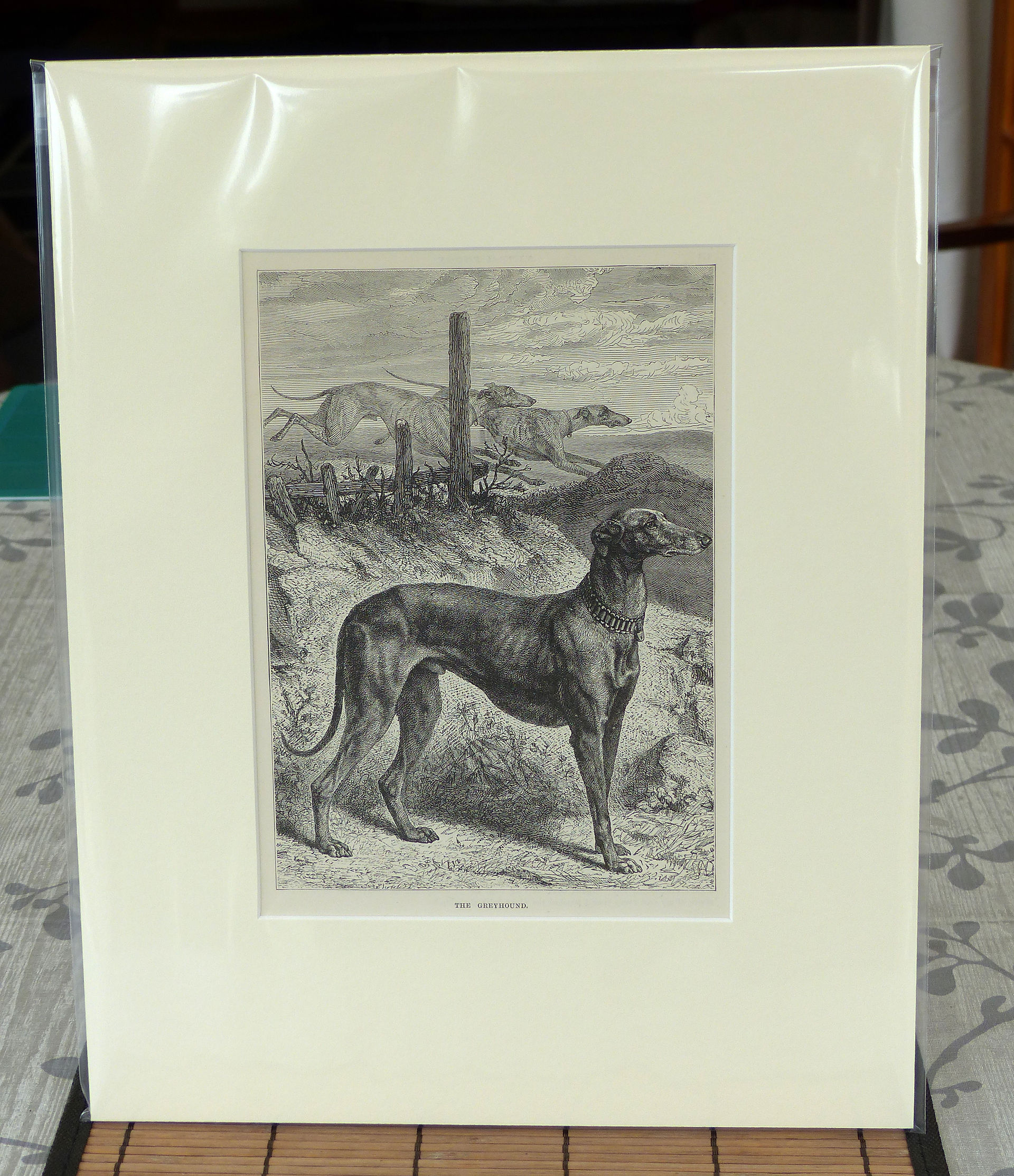 greyhound