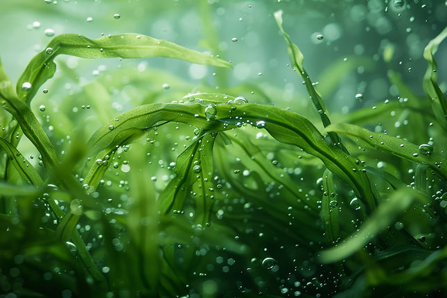 Algenbild GreenFoilNature