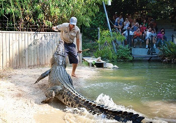 Hartleys Crocodile Adventure