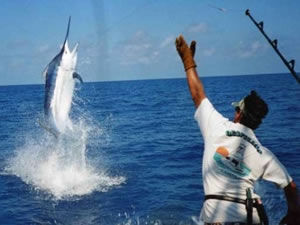 Big Game Fishing Port Douglas