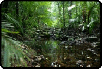 Turtle Cove Creek in the wet season
