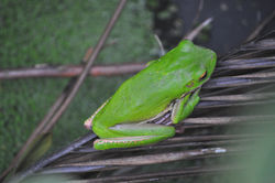 Green tree frog