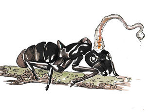 Rise of the Zombie Ants