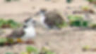 Sunny on the left, his mate in the middle, and one of their chicks, just days old, on the right Photo taken on June 14; Rachel Ameche 2025