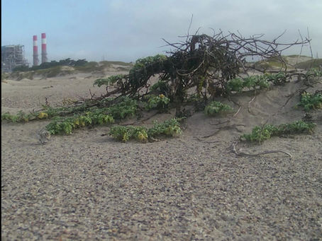 Ormond Nest Update July 19, 2023
