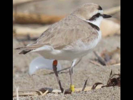 Sergeant - one of Ormond Beaches notable banded plovers