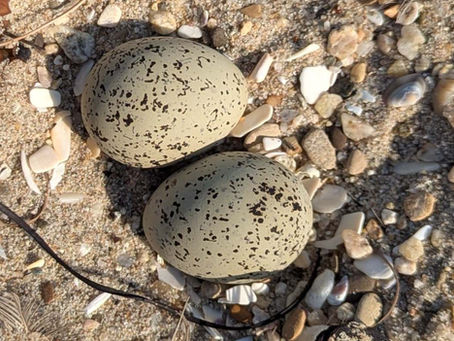 2025 Ormond Beach Nesting Season Wrap