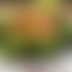 salada de camarão com avocado, folhas verdes, morangos finalizada com vinagrete de manjericão