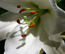 Oriental Lily/Lilium Oriental