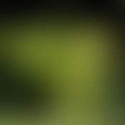 Farne des Arboretums im ZDF-Mittagsmagazin vom 10.10.2025