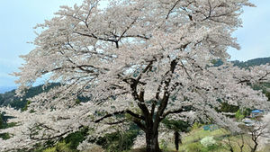 奥武蔵・八徳の一本桜