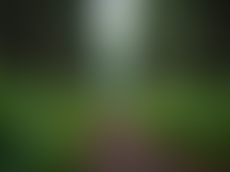 Master Essential Bushcraft Skills in Plymouth