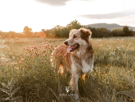 Euer unvergessliches Hundeshooting bei Sonnenuntergang in Kassel und Deutschland