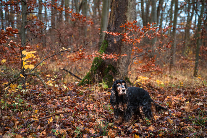 Hundefotografie Cocker Spaniel - Hundeshooting Kassel & Deutschland