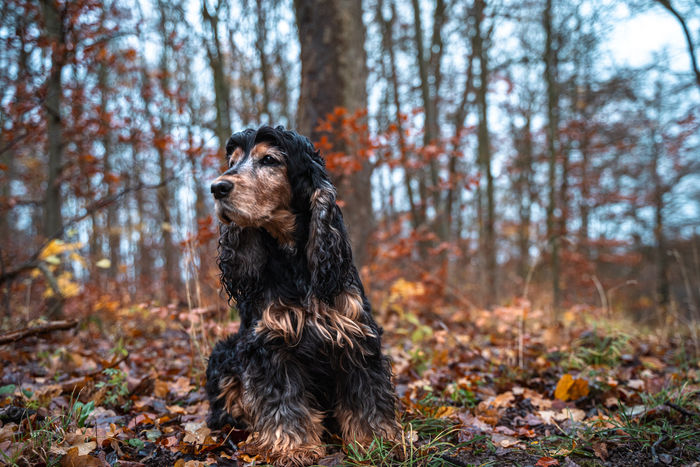 Hundefotografie Cocker Spaniel - Hundeshooting Kassel & Deutschland