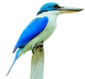kingfisher_png-removebg-preview_edited.png