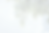 Tree Leaves