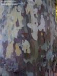 bark
