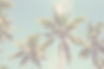 Palm Trees_edited.jpg