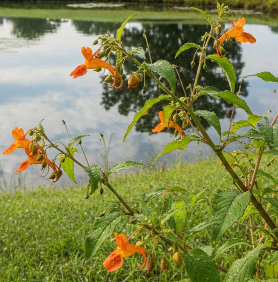 Jewelweed Plant
