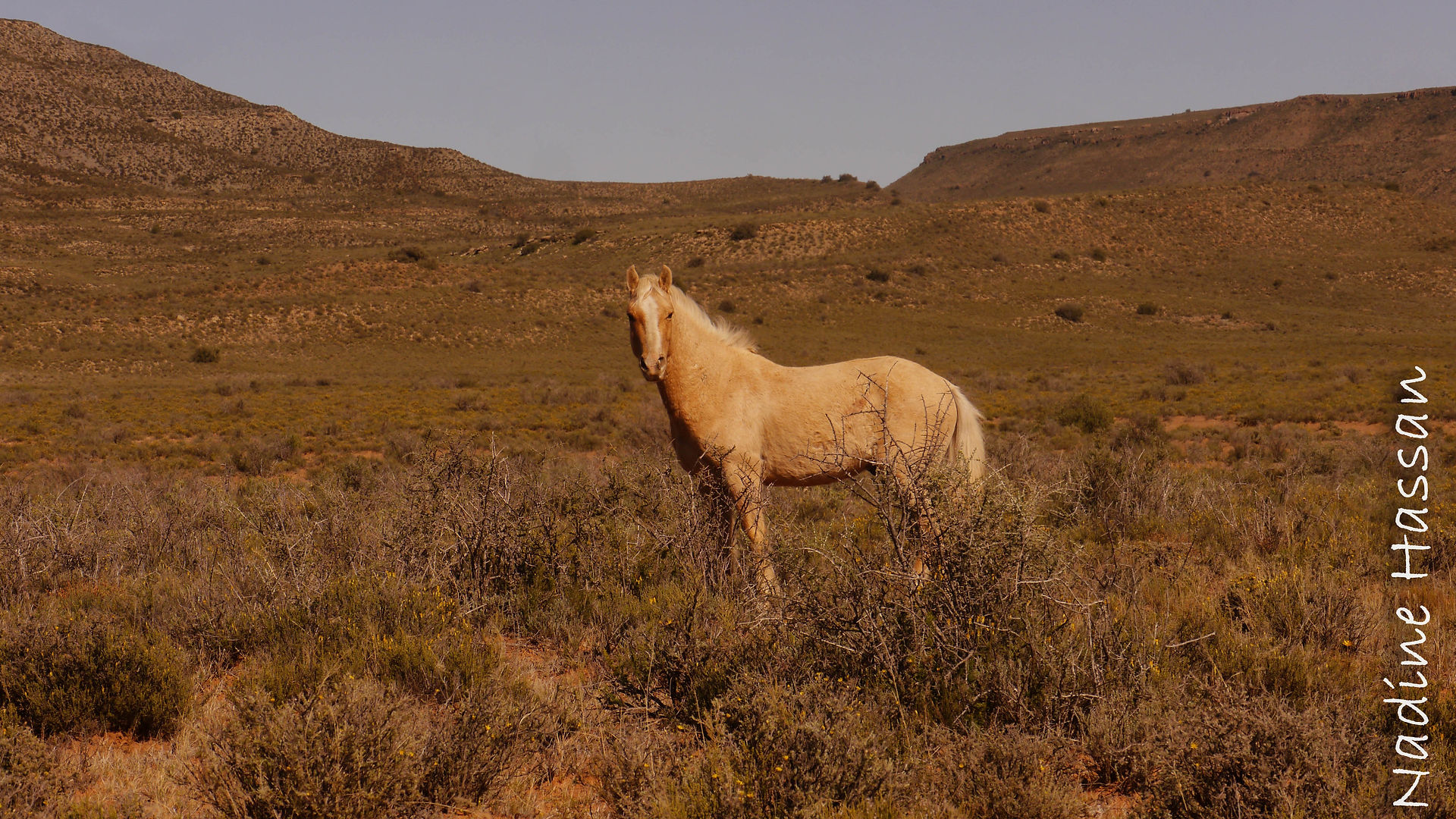 Wild horse