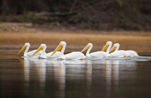 Pelicans_2025_December_02033.jpg
