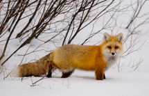 Yellowstone_2025_12197