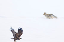 Yellowstone_2025_13874