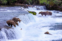 Katmai_2024_00911-2.jpg