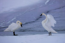 Yellowstone_2025_15190