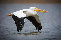 Pelicans_2025_December_00059.jpg